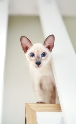 暹罗-白-猫-暹罗-猫 图片素材