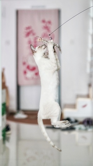 萌宠写真-暹罗-猫-动物-猫 图片素材