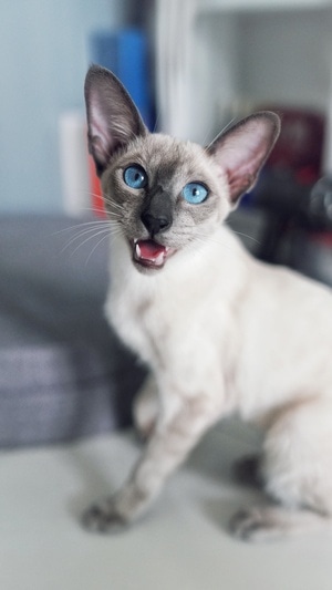萌宠写真-暹罗-猫-动物-猫 图片素材