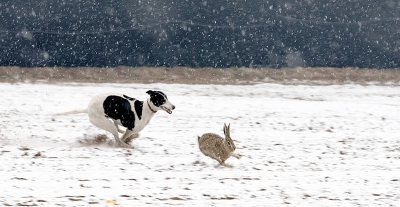 生活-人文-兔子-动物-狗 图片素材