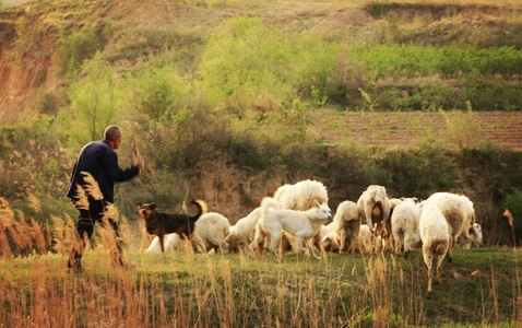 人文-生活-牧民-羊群-狗 图片素材