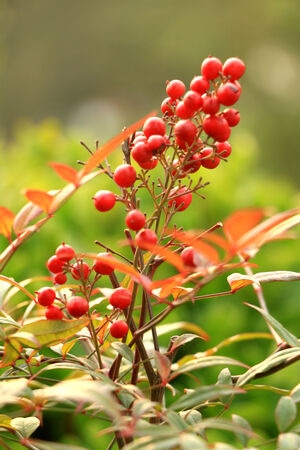 生活-人文-浆果-果实-植物 图片素材