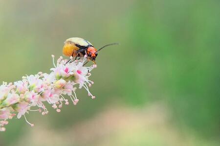 花卉-色彩-微距-昆虫-手机摄影 图片素材