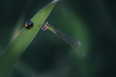 微距-昆虫-光影-自然-色彩 图片素材