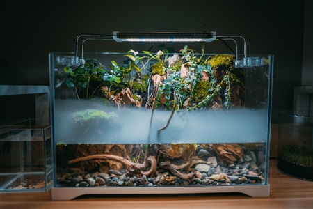植物-微距-水陆缸-桌子-水缸 图片素材