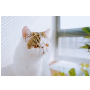 猫-铲屎官-猫-动物-猫咪 图片素材