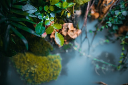 植物-微距-植物-青苔-枝叶 图片素材