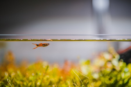 微距-猫-水草造景-鱼-水缸 图片素材
