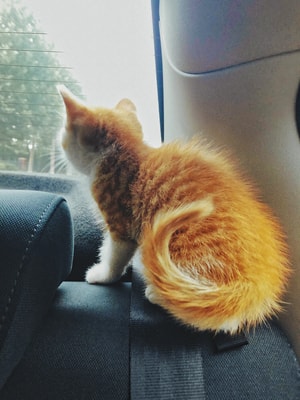 萌宠-橘猫-手机摄影-动物-猫 图片素材