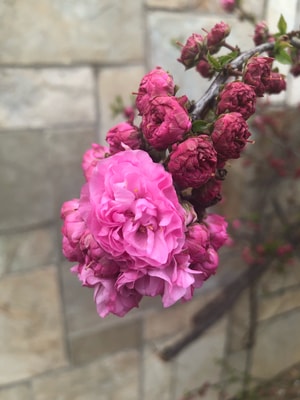 手机摄影-樱花-桃花-玉兰-野花 图片素材
