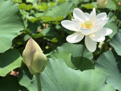 风光-手机摄影-荷花-蜻蜓-夏天 图片素材