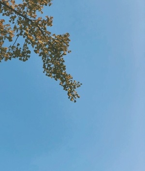 手机摄影-植物-秋日物语-银杏-银杏叶 图片素材