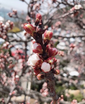 手机摄影-樱花-桃花-玉兰-野花 图片素材