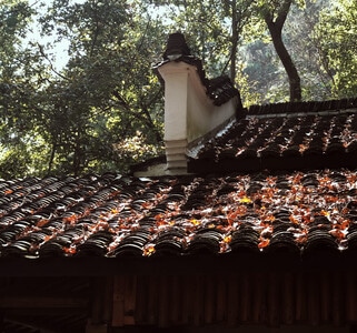 秋日物语-手机摄影-看你的城市-一叶知秋-房屋 图片素材