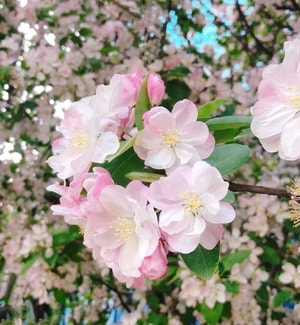手机摄影-樱花-海棠花-花-花卉 图片素材