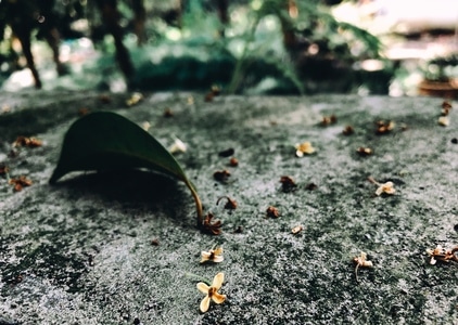 秋日物语-手机摄影-看你的城市-一叶知秋-树叶 图片素材