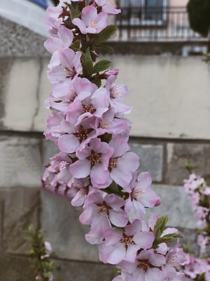 手机摄影-樱花-桃花-玉兰-野花 图片素材