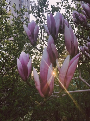 夕阳-手机摄影-玉兰花-紫色-花 图片素材
