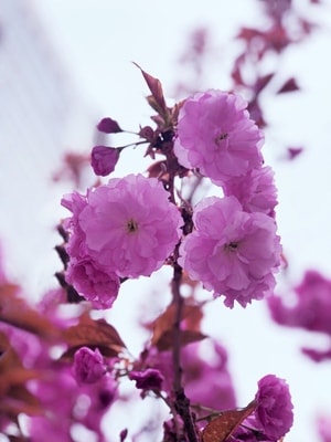 手机摄影-樱花-海棠花-花-花卉 图片素材