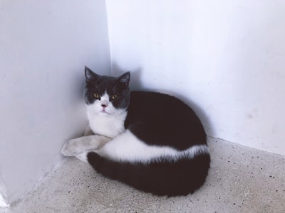 萌宠-橘猫-手机摄影-动物-猫 图片素材