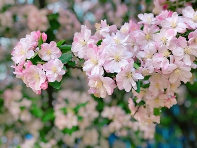 手机摄影-樱花-海棠花-花-花卉 图片素材