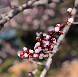 手机摄影-樱花-桃花-玉兰-野花 图片素材