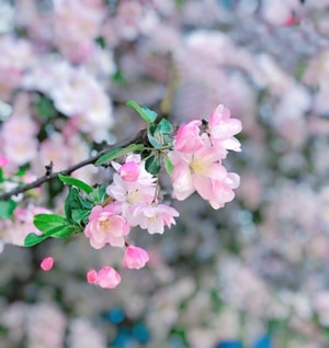 手机摄影-樱花-海棠花-海棠花-花 图片素材
