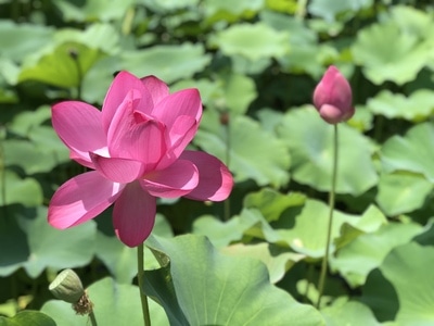 风光-手机摄影-荷花-蜻蜓-夏天 图片素材