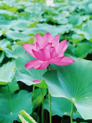 手机摄影-风景-荷花-夏天-花 图片素材