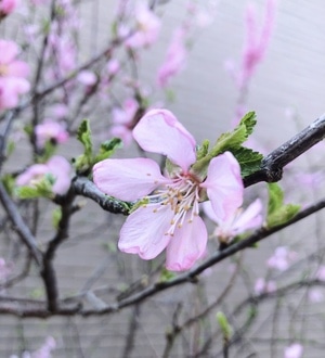 春天-手机摄影-春游-樱花季-花 图片素材