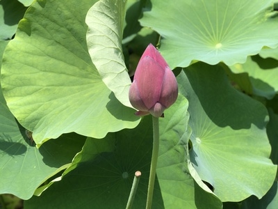 风光-手机摄影-荷花-蜻蜓-夏天 图片素材