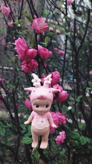 手机摄影-樱花-雨天-花-花卉 图片素材