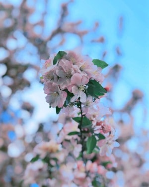 手机摄影-樱花-海棠花-花-花卉 图片素材