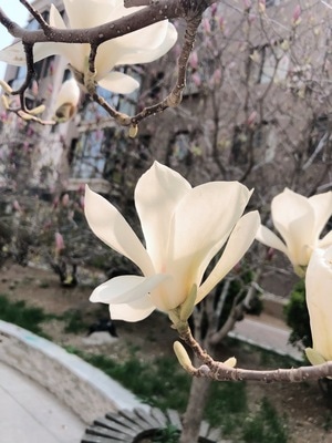 春天-手机摄影-春游-樱花季-花 图片素材