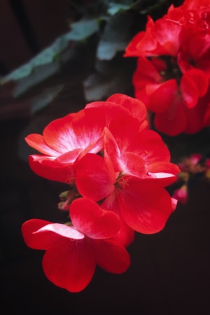 手机摄影-红花-花-花卉-红花 图片素材