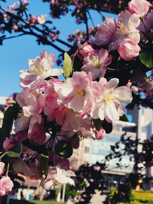手机摄影-像素蜂蜜助手-植物-春天-海棠 图片素材