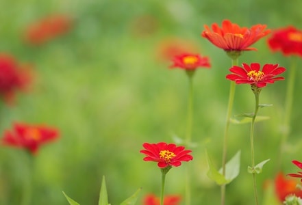 花-花-鲜花-花朵-植物 图片素材