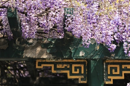 大观园-随拍-北京-花-紫藤 图片素材