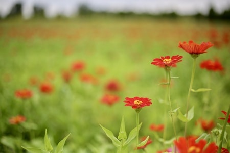 花-花-鲜花-花朵-植物 图片素材