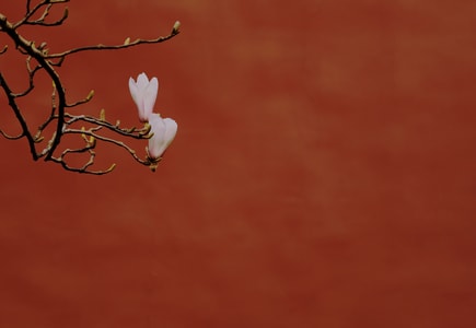 天安门-红墙-春花-玉兰-春 图片素材