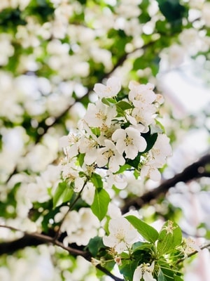 花-随拍-手机摄影-花-花蕾 图片素材