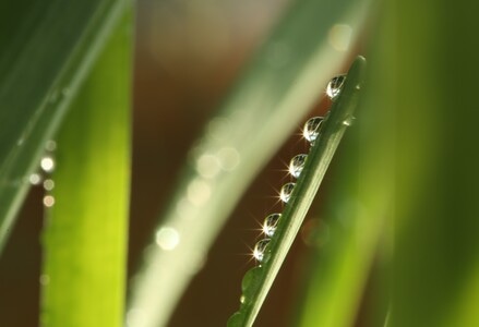水仙-水珠-露珠-植物-叶子 图片素材