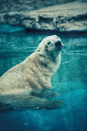 动物-北极熊-色彩-抓拍-动物园 图片素材