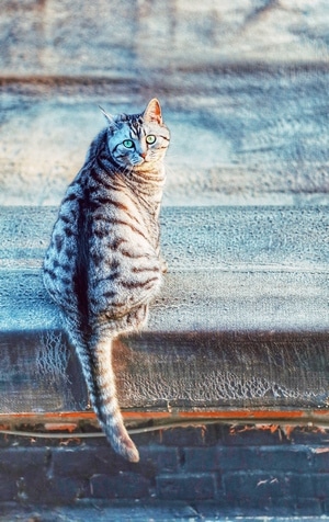 色彩-动物-猫-纪实-抓拍 图片素材