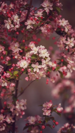 小而美-花卉-海棠花-色彩-纪实 图片素材
