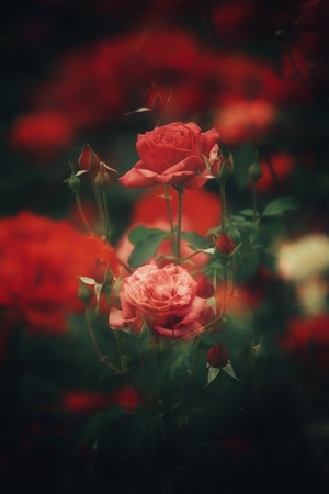 我要上封面-花卉-植物-月季花-色彩 图片素材