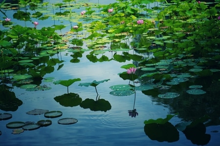 公园-佳能-花卉摄影-风光-夏日 图片素材