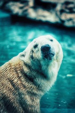 动物-北极熊-羊肉串-抓拍-有趣的瞬间 图片素材