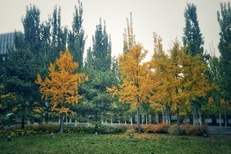 你好秋天-公园-色彩-纪实-奥林匹克森林公园 图片素材