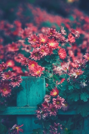 你好2020-花卉-菊花-色彩-公园 图片素材